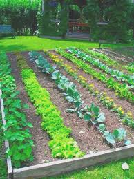 Food Garden Ideas Small Spaces Fresh Food Garden Ideas Small Spaces Home Ve Able In 2020 Garden Layout Vegetable Vegetable Garden Planner Vegetable Garden Planning