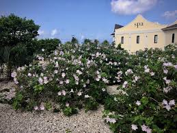 Image result for Ipomoea carnea