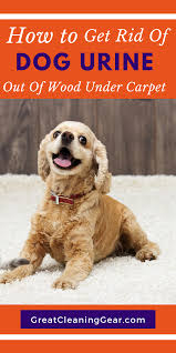 How To Get Dog Urine Out Of Wood Under Carpet Great Cleaning Gear Dog Urine Dog Pee Smell Smelly Dog