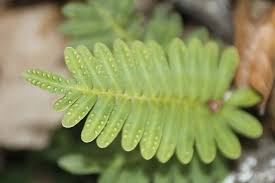 Image result for Pleopeltis polypodioides