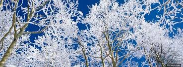 Nature Lovely Trees In The Winter Photo Facebook Cover A great personal cover photo can be anything that we think looks great on profile; nature lovely trees in the winter photo