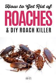 Roach droppings look like black pepper or coffee grounds depending on the type of cockroach. How To Get Rid Of Roaches In Kitchen Cupboards