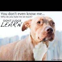 Pitbull Inspirational Quotes Http Www Pinterest Com Pin Pitbull Dog Quotes Pitbulls Dog Quotes Inspirational