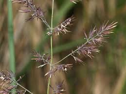 Image result for Agrostis epigejos