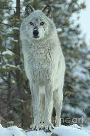 An Alpha Female Grey Wolf In Montana Photographed By Adam Jewell Alpha Female Wolf Beautiful Wolves Wolf Pictures