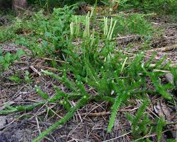 Image result for Lycopodiella sarcocaulon