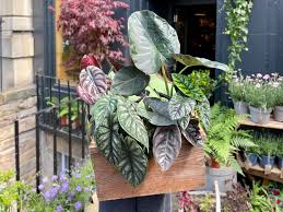 Image result for Alocasia
