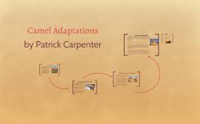 The structural adaptations of a lion include their claws. Camel Adaptations By Patrick Carpenter