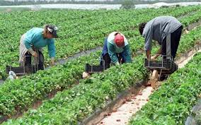 Anthony gardiner a afirmat ca firma g's a platit. Locuri De MuncÄƒ La Cules De MazÄƒre In Danemarca È™i Portugalia C