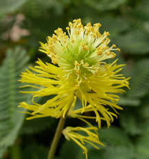 Image result for Neptunia oleracea