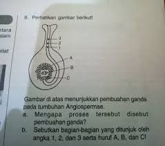 Mengapa Proses Tersebut Disebut Pembuahan Ganda Dan Sebutkan Bagian Bagian Yg Di Tunjuk Oleh Angka Brainly Co Id