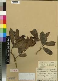 Image result for Warburgia ugandensis