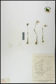 Image result for Nervilia crociformis