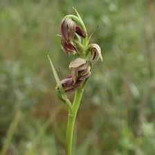 Image result for Orthochilus