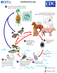 Tropicalmed Free Full Text Gnathostomiasis Acquired By Visitors To The Okavango Delta Botswana Html