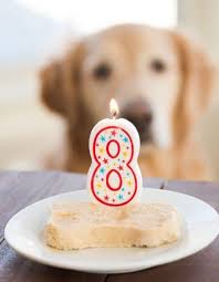 In a large bowl, combine mashed. Spoiled Dog Cake Recipe Love From The Oven