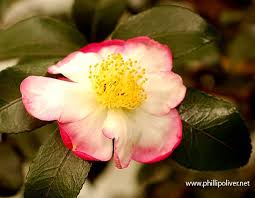 Dirt Therapy Camellia Hana Jiman Camellia Pretty Flowers Flowers