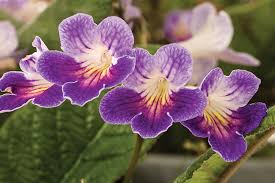 Image result for Streptocarpus leptopus