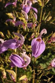 Image result for Brillantaisia madagascariensis