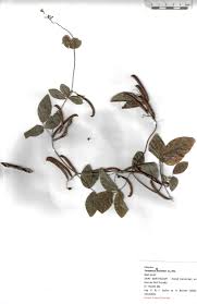 Image result for Teramnus uncinatus