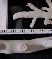 La sceneggiatura è stata scritta da zach helm, sam levinson. Discovery Of Deep Water Coral Frameworks In The Northern Red Sea Waters Of Saudi Arabia Scientific Reports