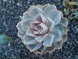 Some think that the flower of the ocotillo fouquieria splendens looks like an octopus. Flower Like Cactus Plant Plant Nature Photos Fro Tography