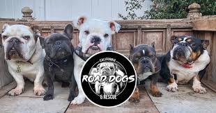 These dogs will not be adopted into breed restricted area. Road Dogs Rescue Every Org