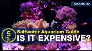 The environments in these enclosures are a combination of fresh and saltwater. What Is It Going To Cost Setting Up A Saltwater Tank Or Slice Of Coral Reef In Your Living Room Bulk Reef Supply