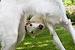 Chart Sighthound Breeds