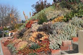 Hillside Of Succulents Img 4762 By David Feix Landscape Design Via Flickr Succulent Landscape Design Succulent Landscaping Landscaping With Rocks