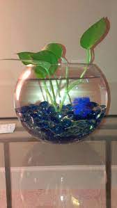 Betta Fish Facts Betta Fish Care A Betta Fish Must Read Betta Fish Betta Fish Care Fish Bowl Decorations