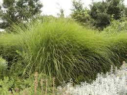 By now, the china grass would have completely dissolved.grind 1 nungu coarsely.now add the nungu paste,china grass mixture to the nungu rosemilk mixture. Miscanthus Sinensis Gracillimus Chinaschilf Chinagras Eulaliagras