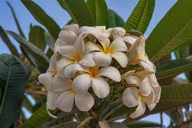 Plumeria Flower Qatar Best Flower Wallpaper