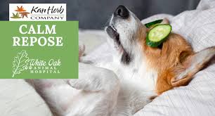 Maybe you would like to learn more about one of these? Calm A Dog Down Naturally With Kan Essentials Calm Repose