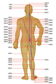 Urinary Bladder Meridian Acupuncture