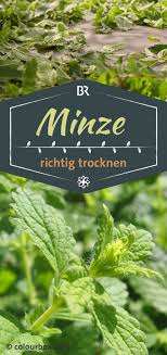 Querbeet Garten Tipp Minze Trocknen Br De Minze Trocknen Pfefferminze Pflanzen Minze