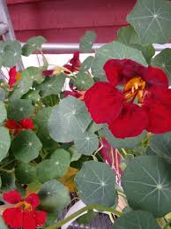 Pin On Annuals