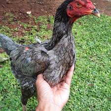 Jual Ayam Pakhoy Durian Jr Kab Bogor Edo Farm Bogor Tokopedia