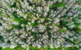 We did not find results for: Capture Flowering Trees With Drone Photography Aerojo Drone Productions