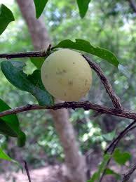 Image result for Opilia amentacea