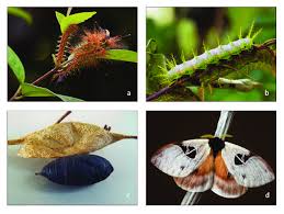 Taranrampersad has uploaded 12421 photos to flickr. Life History Of Dirphia Tarquinia On Vismia Cayennensis Download Scientific Diagram