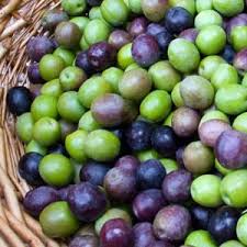 Arbequina Olive Trees For Sale Olive Tree Arbequina Olive Tree Olive Trees Garden