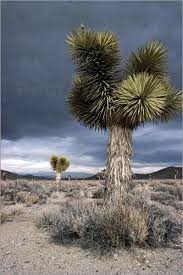 Mojave Desert And Yucca Plants Photos Paysage Paysage Paysage Usa