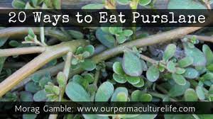 Put in the refrigerator to chill. 20 Ways To Eat Purslane Our Permaculture Life