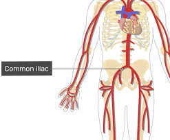 Major arteries and veins of the cat | anatomy corner from anatomycorner.com blood vessels (labeled) coloring page. Major Systemic Arteries