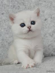 We did not find results for: Kucing Comel Putih 81021 Nama Untuk Kucing Comel Lucu Dan Unik