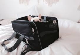 Bulldog backpack,english bull terrier,french,staffy,british bulldog color choice. Flying On Plane With My French Bulldog What The Frenchie
