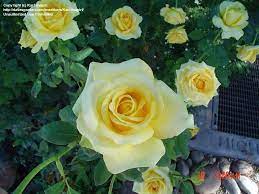 Patrick hybrid tea rose (rosa 'wekamanda') in inver. Plantfiles Pictures Hybrid Tea Rose St Patrick Rosa By Kachinagirl