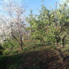 Fruit trees do not need to be watered, and will not die in the winter. Helping With Looking After Fruit Trees In Peaceful Surroundings In Turkey