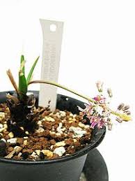 Image result for Ledebouria cordifolia